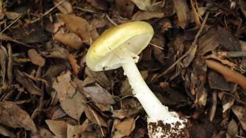 A death cap mushroom looks like this.
