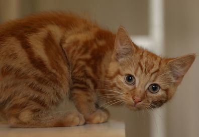 Milly, a 13-week-old kitten waits to be re-homed at The Society for Abandoned Animals sanctuary in Sale, Manchester which is facing an urgent cash crisis and is facing closure on July 27, 2010 in Manchester, England. The Society for Abandoned Animals exists entirely on public support and unless it can raise GBP 50,000 in the next couple of months it will have to close down. The registered charity started in 1967 and in the last five years alone the charity has rescued and found homes for more th