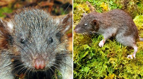 Aussie scientists discover new mammal the ‘slender rat’ on Indonesian island