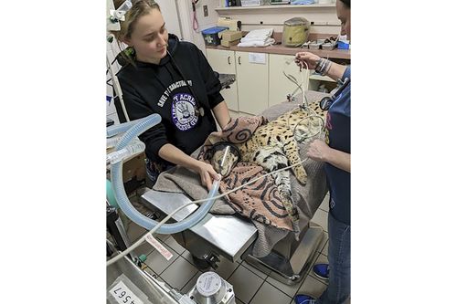 This January 2023 photo provided by Cincinnati Animal CARE shows a serval being treated after it was found to have cocaine in its system in Cincinnati. The cat was later transported to the Cincinnati Zoo.