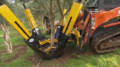 Ever wondered how they extracted an olive tree from the ground? Nope? Me neither, but now we both know.