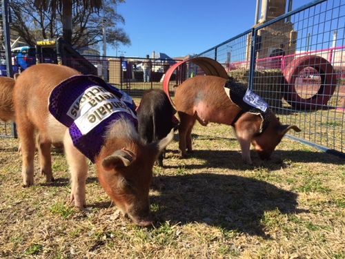 The Warwick appeal includes attractions such as a petting zoo.