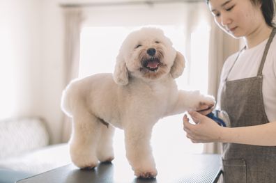 A groomer using an animal brush to clean up and grooming a toy poodle.