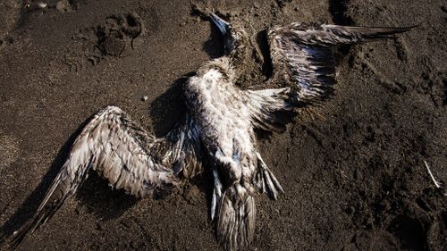 The birds may have drowned after getting trapped in fishing nets or died from a disease. (AFP)