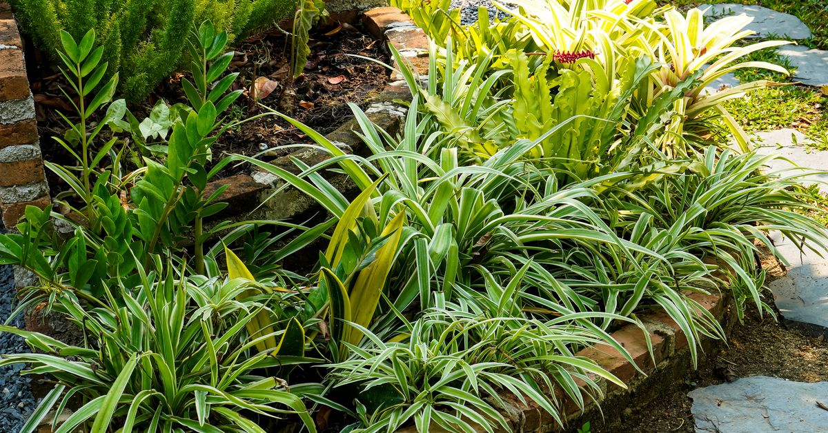 The one plant a gardener warns you should never grow outside
