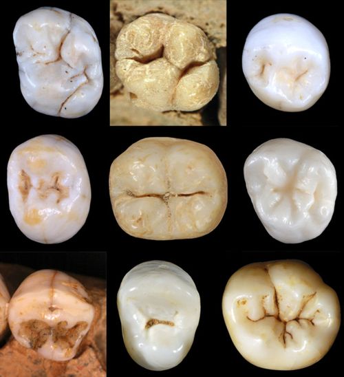 Researcher Aida Gómez-Robles examined 931 teeth belonging to a minimum of 122 individuals. Credit: Aida Gómez-Robles