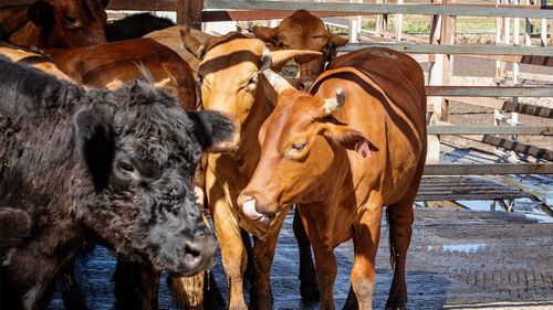 Meramist operates a beef processing facility in Caboolture in country Queensland.