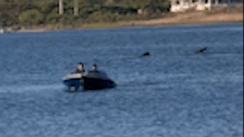 Aï»¿ monster-sized shark has been spotted off the US coast in the state of Rhode Island. The 20-foot (6 metre) shark was caught on video by local Jen Seebeck on Memorial Day weekend, before it was posted to the Atlantic Shark Institute's social pages. 