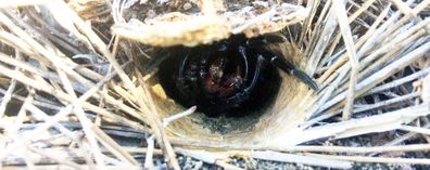 Thirsty Male Trapdoor Spiders Face Fierce Predators To Look For Females Who Refuse To Leave Their Burrows Nine Com Au