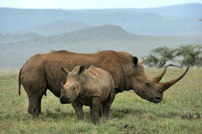 Black rhino - Africa