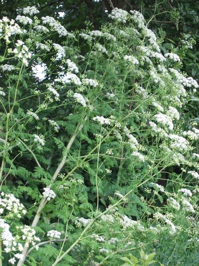 Mum warns against deadly 'poison hemlock' plant after daughter's horrible reaction.