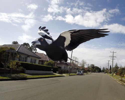 Magpies usually swoop to ward of threats to their chicks. Note, this is not the magpie in question.