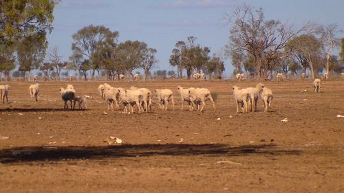 Much of the state's landscape has been left barren and dry by months of no rainfall. Picture: 9NEWS.