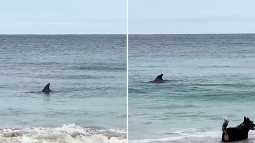 Nikki Redman admirait la baie d'Emu sur l'île Kangourou avec ses chiens lorsqu'elle a vu les dauphins.