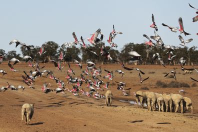 Galahs attracted to the feed on the ground for sheep at sheep and crop farmer Rowan Cleaver's property at Duck Creek near Nyngan, NSW. Large parts of NSW are facing severe drought conditions and have been in drought since 2017. fedpol Photo: Alex Ellinghausen Wednesday 6 November 2019. (AFR for Tom McIlroy)