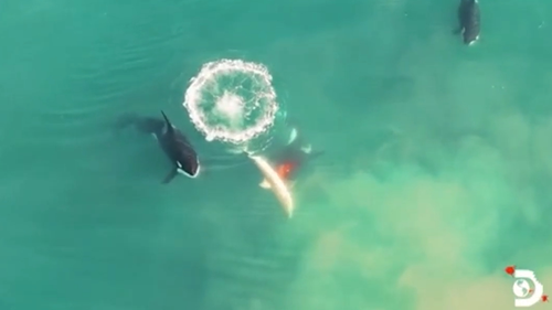 One killer whale attacks a great white shark's flank and eats its liver.