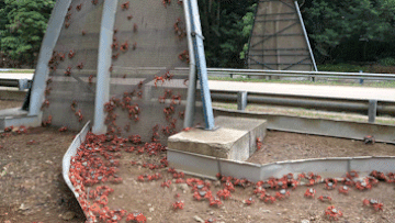 Millions of flame red crabs begin annual migration on Christmas Island 