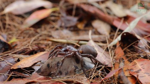 There is expected to be an increase in funnel-web sighting due to the wet weather.