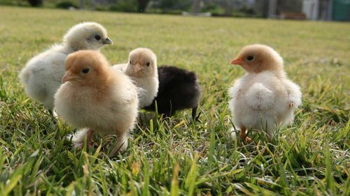 People should wash their hands with soap after handling backyard chickens.