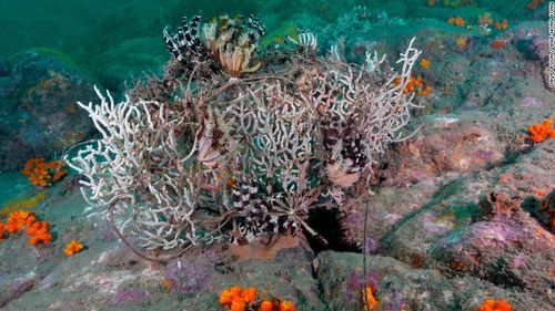 Ghost gear not only ensnares dolphins and fish swimming through the ocean, but also catches on corals and rocks on the seabed, destroying habitats.