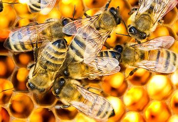 Which term denotes a male honey bee?