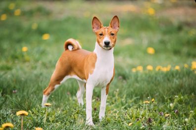 Basenji Kongo Terrier Dog. The Basenji Is A Breed Of Hunting Dog. It Was Bred From Stock That Originated In Central Africa.