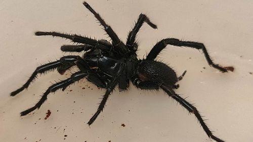 The funnel-web was transported to Australian Reptile Park for milking after its accidental dip. 