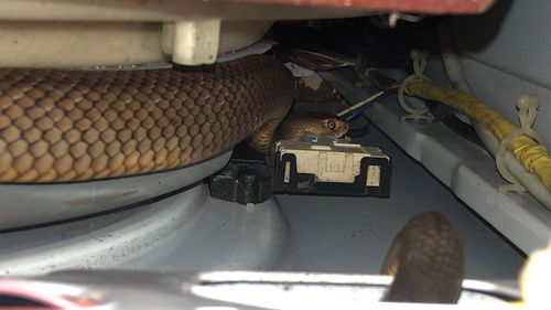 The Eastern Brown snake slithered under the washing machine.