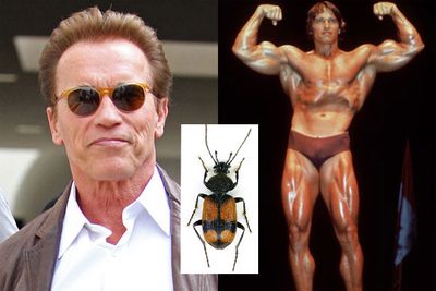 Agra schwarzeneggeri is a species of carabid beetle named after Arnold Schwarzenegger because of the male's markedly developed (bicep-like) middle femora.
