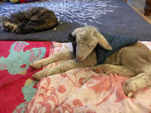 Leanne Heffernan, from Binalong NSW is among farmers hand rearing lambs.