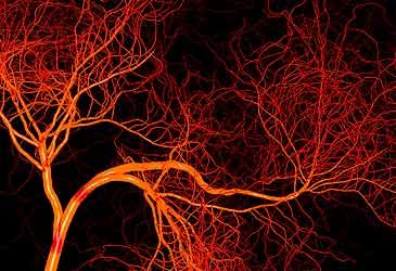 Which of these blood vessels is typically the smallest?