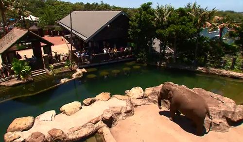 Elephants now have a special habitat at Taronga Zoo. (9NEWS)