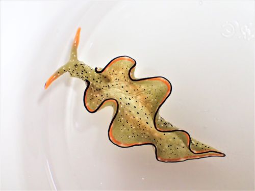 scientists have discovered that some Japanese sea slugs can grow whole new bodies if their heads are cut off, taking regeneration to the most extreme levels ever seen. (Sayaka Mitoh via AP)