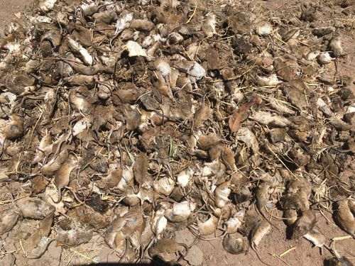 Hundreds more mice in Gilandra. mice plague