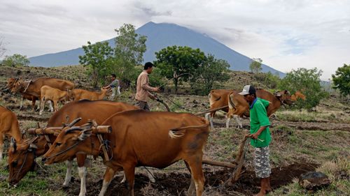  Villagers work with their cows in a field with a backdrop of the Mount Agung volcano erupting in Karangasem, Bali. (Image: AAP)