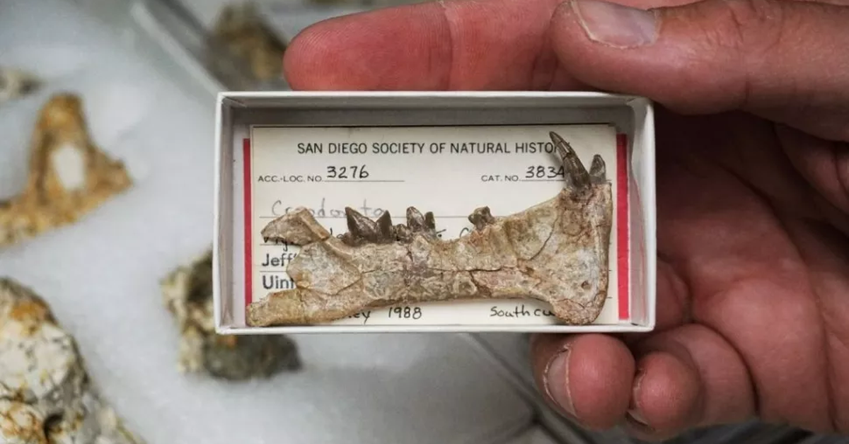 Fierce prehistoric predator identified from mystery fossil - 9News