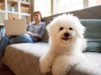 Cute Bichon Frise dog lying on a bed in the company of young woman using laptop