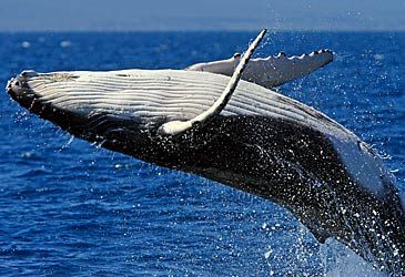 What do humpbacks migrate to the Southern Ocean to do?