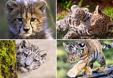 Which of these big cats is the fastest land animal?