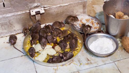 Rats enjoy the many offerings brought to them by pilgrims. (Ehsan Knopf/9NEWS)