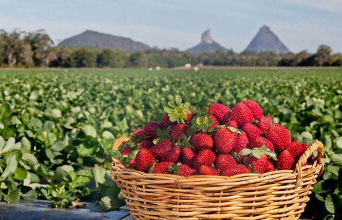 Queensland strawberry farm