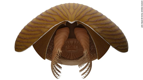 An artist illustration showed the primitive arthropod Titanokorys gainesi from the front. 