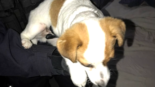 Teenage charged after stealing puppy during alleged crime spree through Sydney's south.