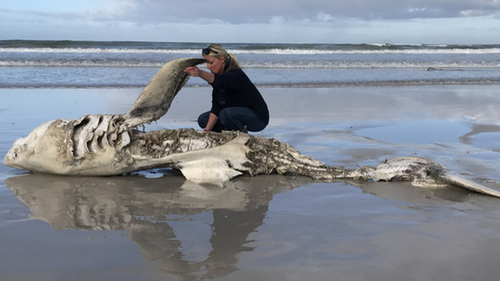 Since 2017 eight dead great whites have washed up on the Gansbaai coast.