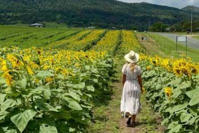 If you're in Brisbane, Sunflowers on Kents in Queensland also welcomes visitors to get among the petals.