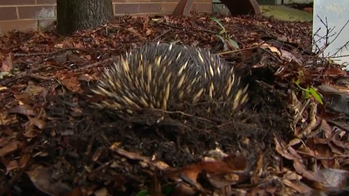 Gerald is now allowed the occasional dig in the hospital garden.