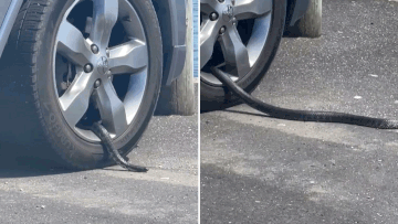 A metre long tiger snake has been spotted slithering out of a car wheel in Tasmania. 