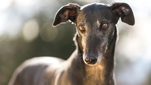 Black greyhound dog.