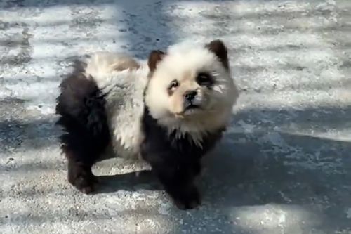 A Chinese zoo has come under fire after dogs dyed black and white were displayed to resemble pandas. 