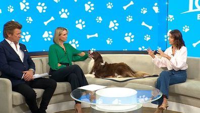 Dr Katrina Warren's advice on how to handle a dog attack